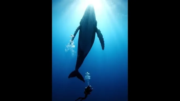 ysl千人千色t9t9t9pp - 深蓝星球：探索海洋深处的未知世界